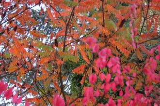 Rottöne im Herbst (Foto A. Illhardt)