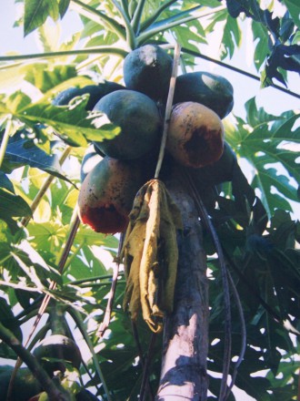 Papaya-Baum (Foto: Birgit Hartmeyer)