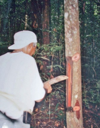 Reise 1998: Amazonien - Pau Brasil (Brasil-Baum) - Nach dem roten Holz wurde das Land benannt (Foto: Birgit Hartmeyer)