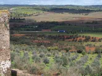 Der Alentejo: Olivenbäume und Korkeichen so weit das Auge reicht (Foto: Birgit Hartmeyer)