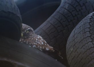 Inkognito des Alltags. Sind Reifen nur Reifen, oder mehr, etwa Schutz für Vögel?