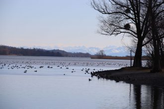 Bodensee (Foto Arnold Illhardt)