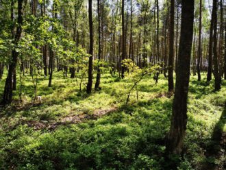 Naturbelassener Wald (Foto Marion Illhardt)