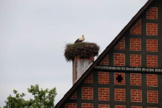 Storche im Rundlingsdorf Schreyahn (Foto Arnold Illhardt)
