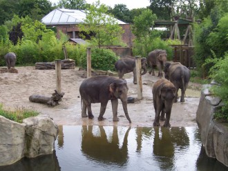 Elefantenherde im Allwetterzoo Münster (Foto B. Hartmeyer