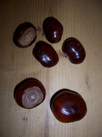 Oben: Maronen bzw. Esskastanien; unten: nicht essbare Rosskastanien (Foto: Birgit Hartmeyer)