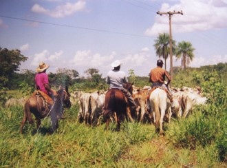 Viehhirten treiben eine Rinderherde im Pantanal (Foto: Birgit Hartmeyer)