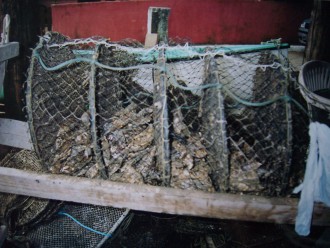 Frisch gefangene Austern (Foto: Birgit Hartmeyer)
