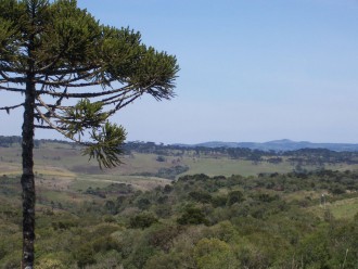 Landschaft bei Lages im Hinterland von Santa Catarina (Foto: Birgit Hartmeyer)