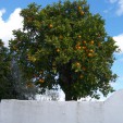 Zum Greifen nahe: Verlockende Früchte an einem Orangenbaum in Terena (Foto: Birgit Hartmeyer)