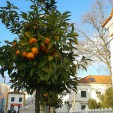 Orangenbäume säumen viele Straßen wie hier in Alandroal (Alentejo) - Man darf die Früchte aber nicht einfach pflücken, denn sie gehören der Stadt und kommen in der Regel sozialen Einrichtungen zugute (Foto: Birgit Hartmeyer)
