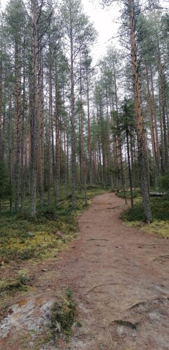 Kiefernwald am Kouoroma Canyon (Foto Maike)