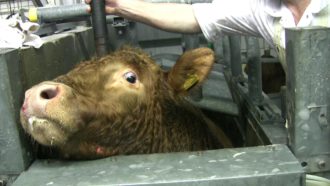 Schlachtung in einem Schlachthof in Baden-Württemberg (Foto PETA)