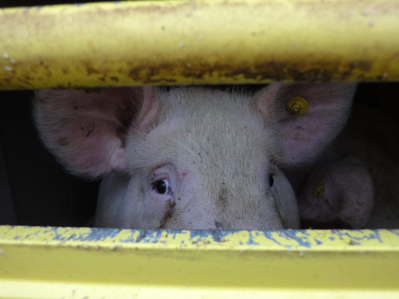 Schweine in einem Tiertransporter (Foto PETA)