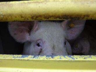 Schweine in einem Tiertransporter (Foto PETA)