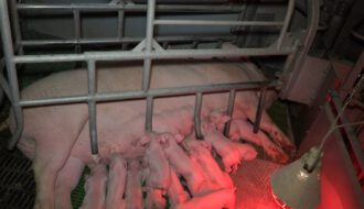Legalisierte Tierqual: Mutterschweine im Kastenstand. (Foto Peta)
