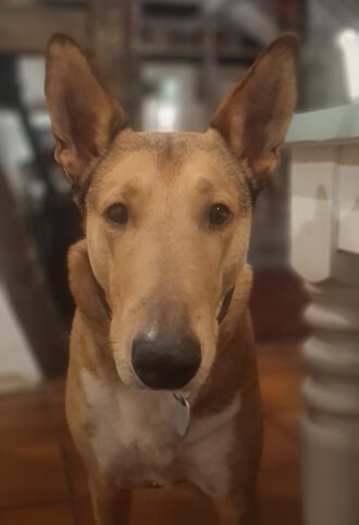 Die Augen unseres Hundes - Blick in die Seele (Foto Marion Illhardt)