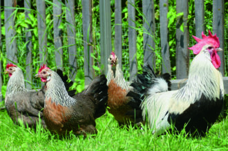 Glückliche Hühnerbande (Foto Pixabay)
